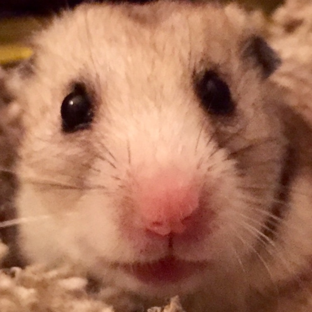 Meet your Posher, Joe